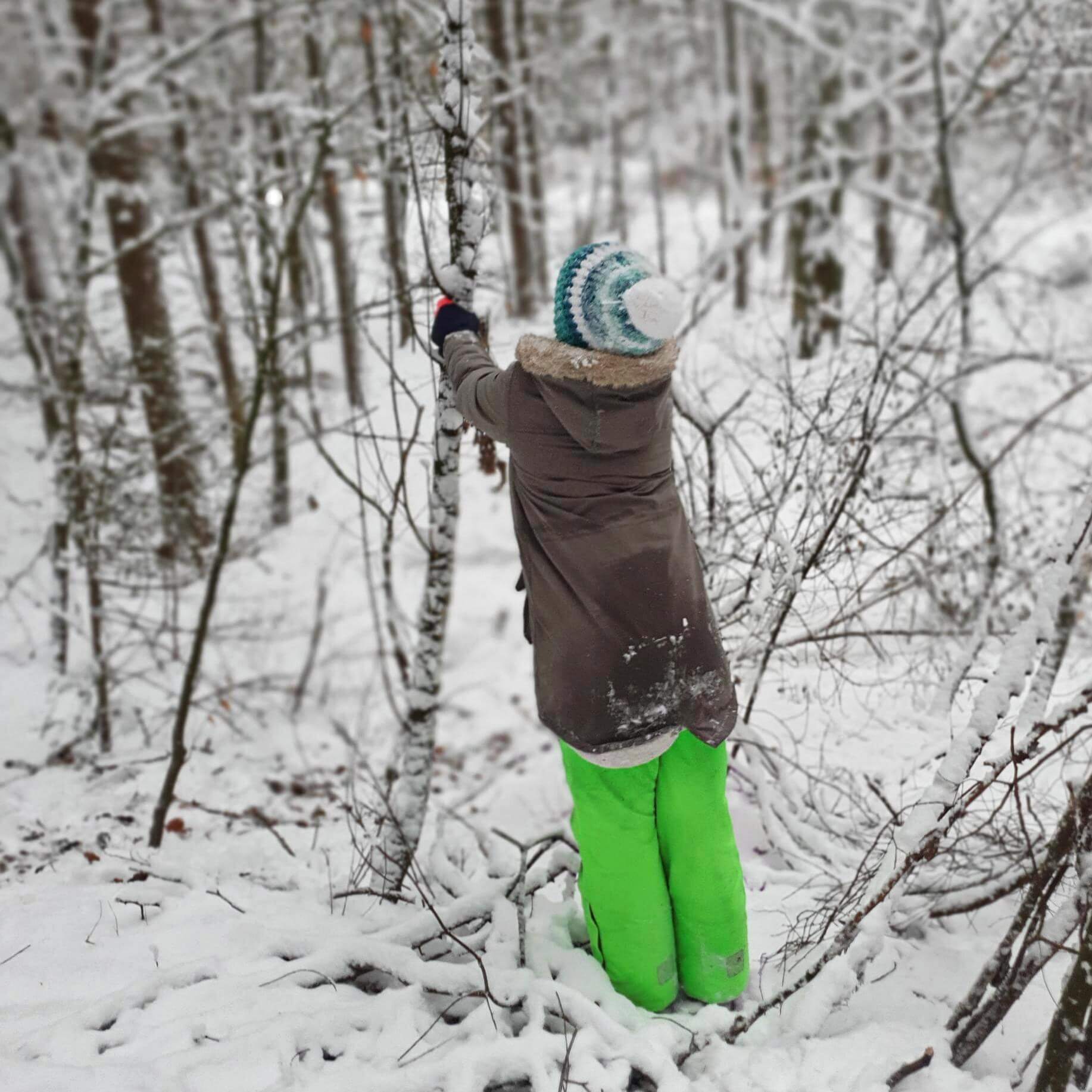 Hier wird die Stabilität der Bäume überprüft…..